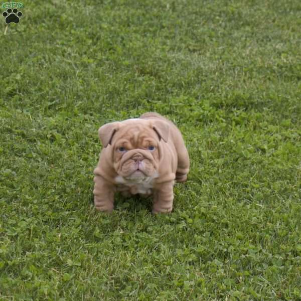 Lexi, English Bulldog Puppy